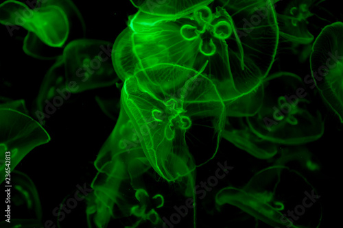 Jelly fish under color lighting
