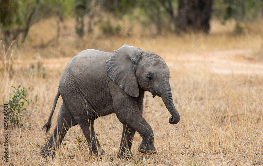 Close up profile portrait of baby elephant, Loxodonta Africana, walking next to dirt road with grass and natural landscape in back Close up profile portrait of baby elephant, Loxodonta Africana, walking next to dirt road with grass and natural landscape in back