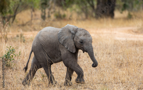 Close up profile portrait of baby elephant, Loxodonta Africana, walking next to dirt road with grass and natural landscape in back 