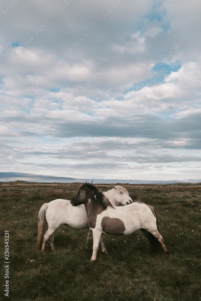 Icelandic horses cuddling and petting each other Icelandic horses cuddling and petting each other