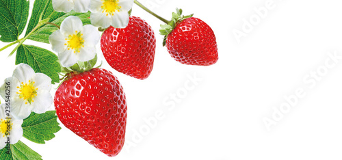 red freshness garden strawberries