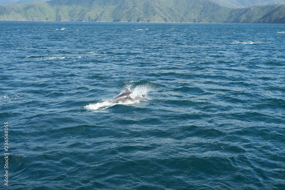 Fototapeta premium Springende Delfine im Ozean - Neuseeland