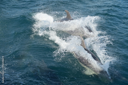 Springende Delfine im Meer - Neuseeland © Claudia