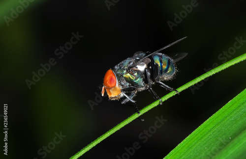 Macro Photo of Blowfly on Green Leaf Isolated on Background