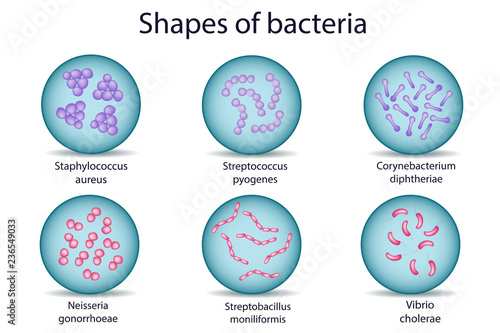 Shapes of bacterial microorganism in Petri dish. Gram positive and Gram negtive bacteria.