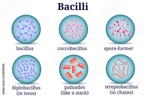 Arrangements of bacillus in Petri dish