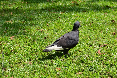 pigeon on the grass