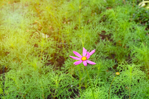 flower in the grass