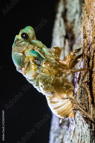 Cicada Head Free photo