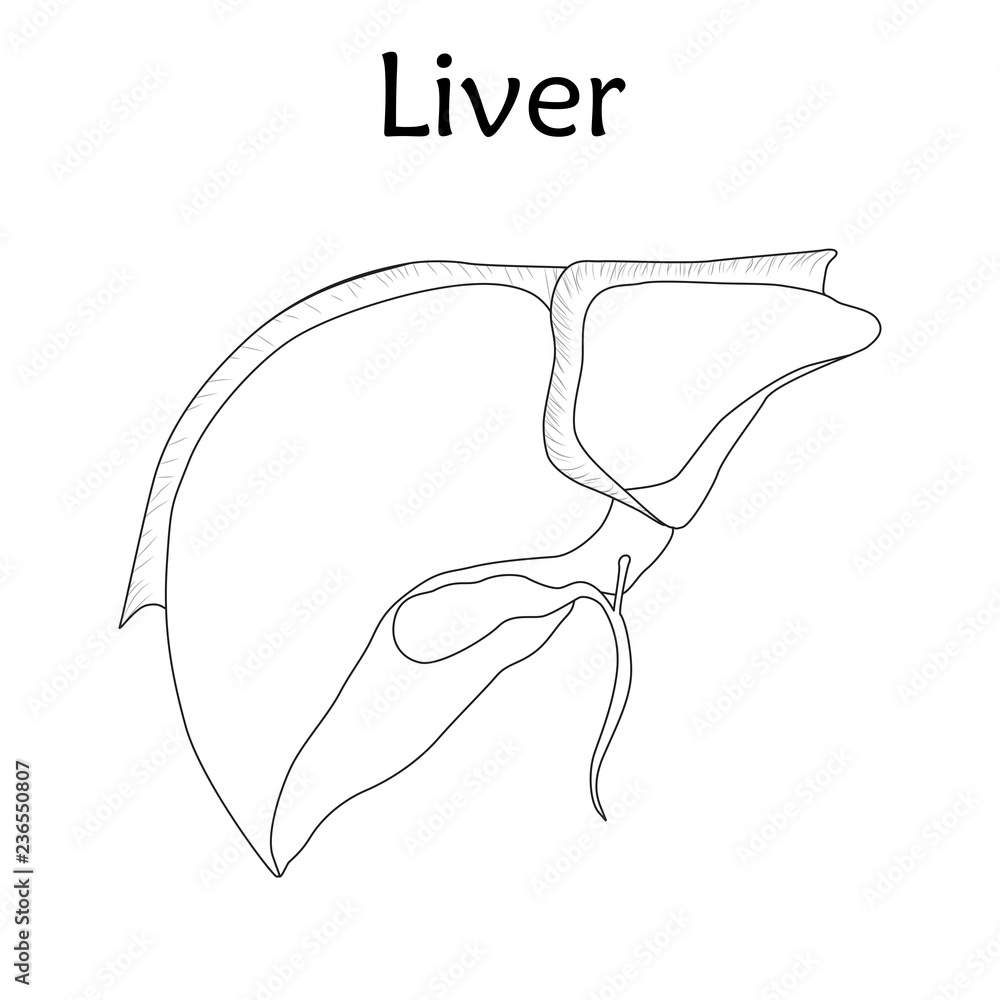 Amazon.com: Anatomy of the Liver 2 z8521 A3 Poster on Canva - Canvas  material flat, rolled, no frame (16.5/11.7 inch)(42/30 cm) - Film Movie  Posters Wall Decor Art Actor Actress Gift Anime