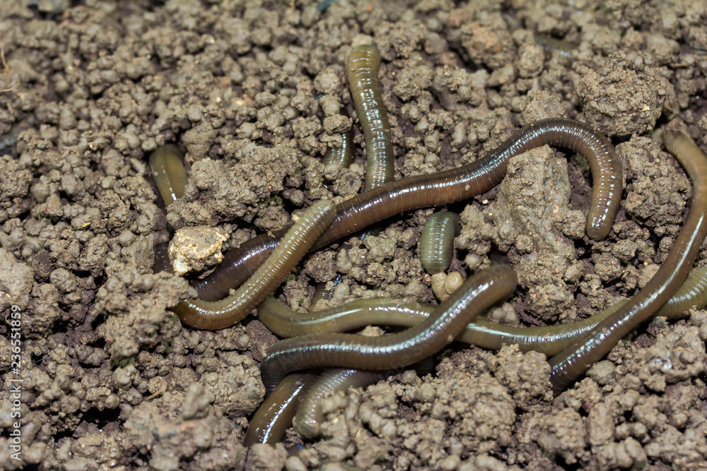earthworm In the soil