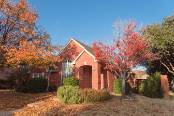 Colorful fall foliage at front lawn of residential house near Dallas, Texas, USA. Thick carpet of ground Bradford pear leaves at sunrise