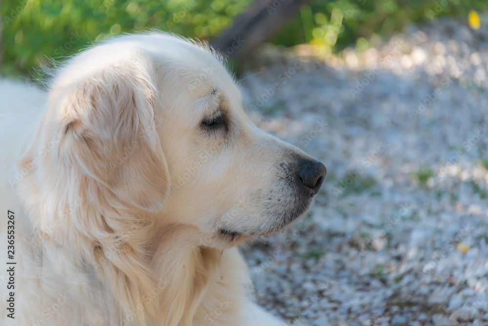 Soft Image of a Head Shot of a White Golden Retriever