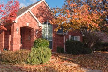Colorful fall foliage at front lawn of residential house near Dallas, Texas, USA. Thick carpet of ground Bradford pear leaves at sunrise