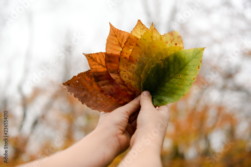 gradient of colourful leaves.  foliage photo