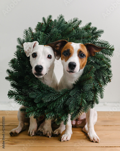 Funny dogs in Christmas wreath photo