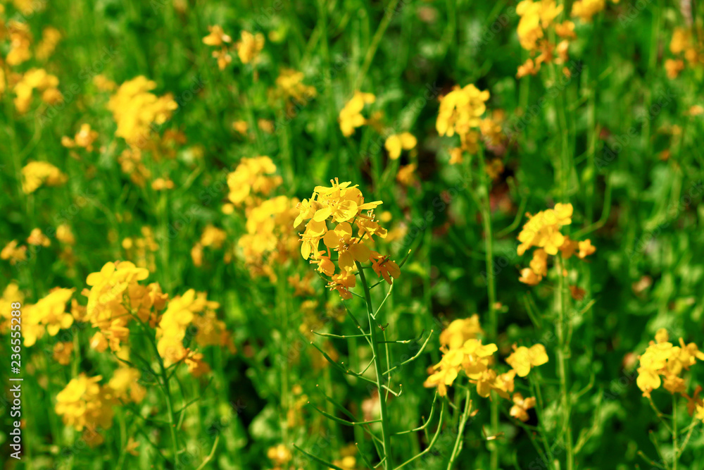 Spring landscape with canola flower spreading Spring landscape with canola flower spreading