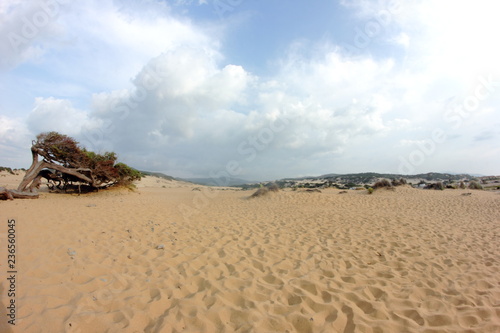 Dune bianche, pino marittimo photo