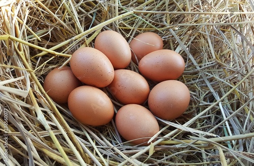 Many eggs put in the straw.