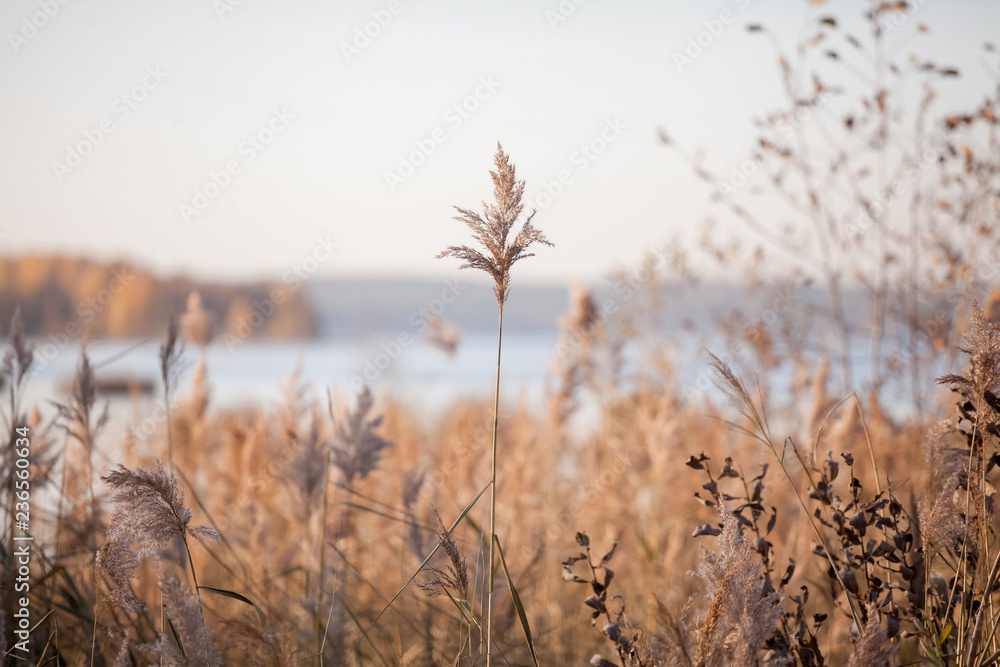 Fototapeta premium beautiful waterfall in forest, autumn landscape