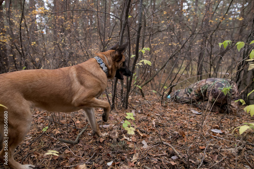 Hunter with a german wire-haired dog in a pine forest, hunt