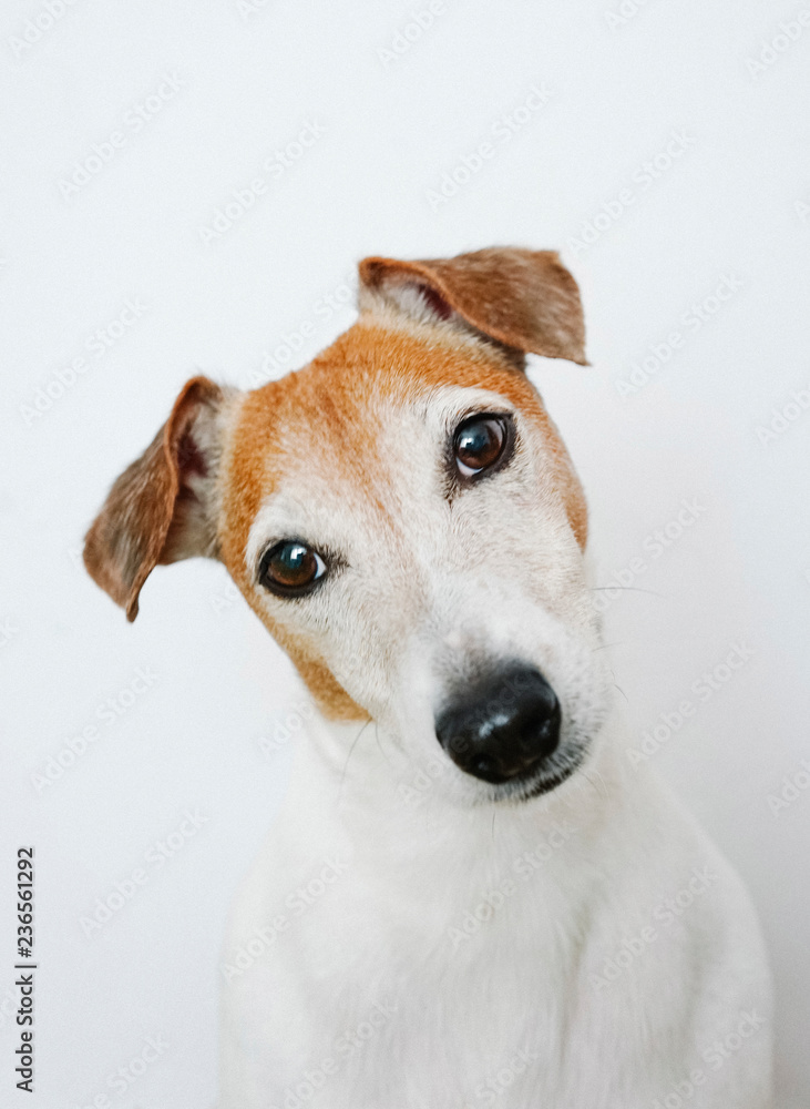 Wonderful playful dog posing at camera Wonderful playful dog posing at camera