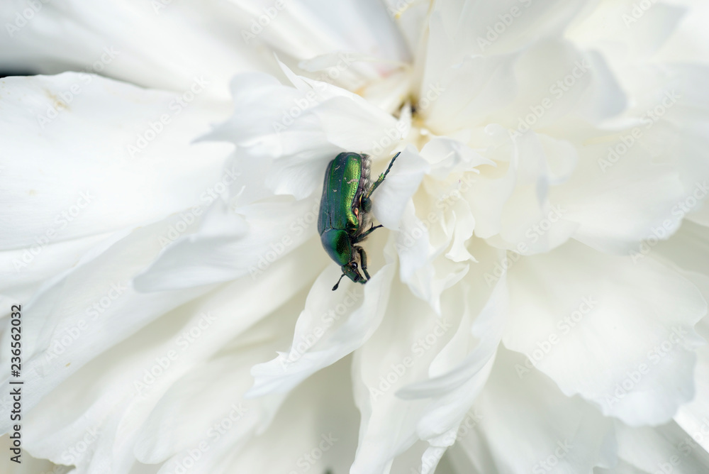 Nature!Insects, lizards and plants!Rosa! Nature!Insects, lizards and plants!Rosa!