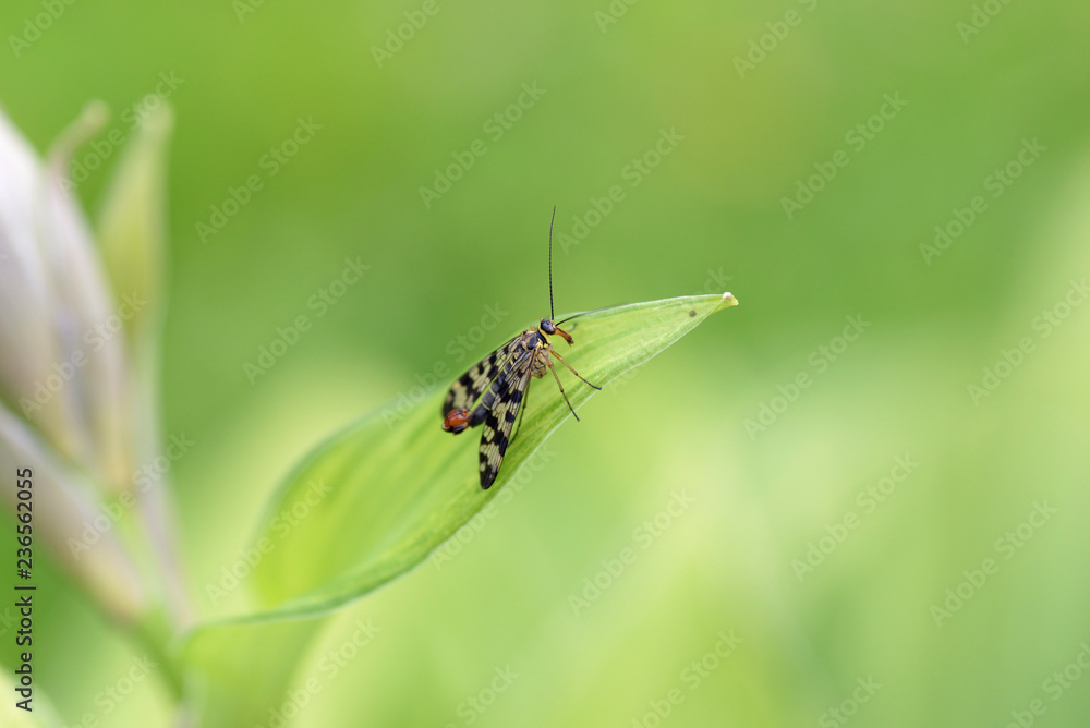 Nature!Insects, lizards and plants!Rosa! Nature!Insects, lizards and plants!Rosa!