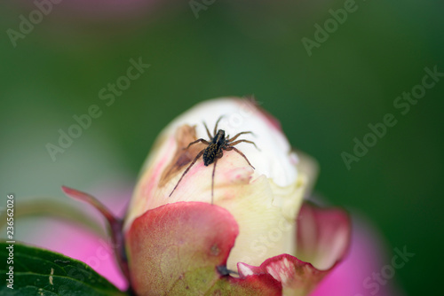 Nature!Insects, lizards and plants!Rosa! © Oleg