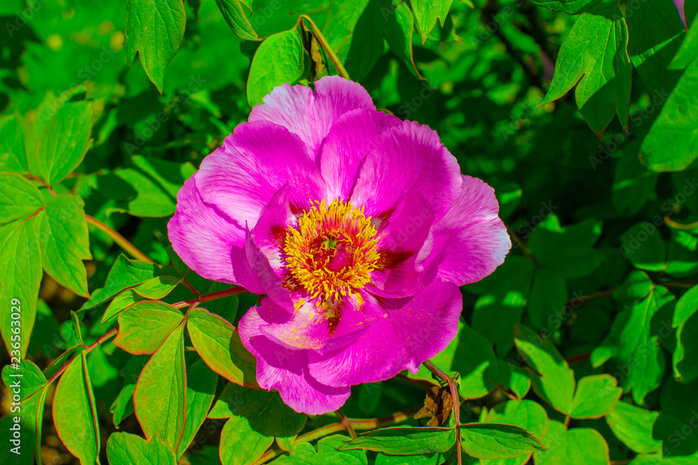 Purple flower close up with background leaves Purple flower close up with background leaves