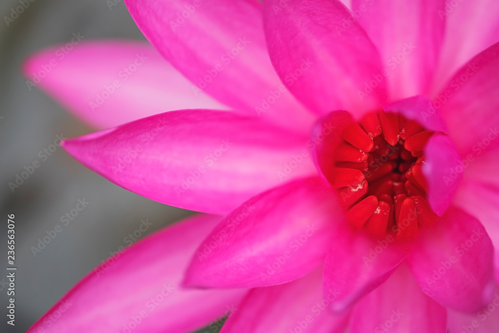 lotus flower close up on background.