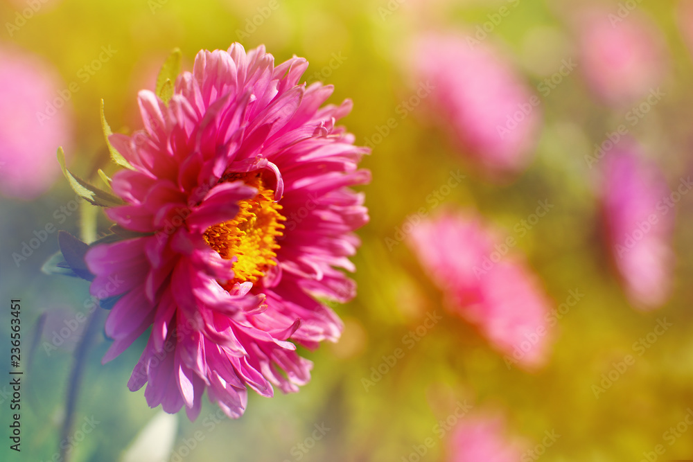 Red aster under the sun. Macro. Flower aster on a summer flower bed. Flower on blurred bokeh background.