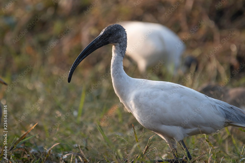 Fototapeta premium Black-headed ibis (Threskiornis melanocephalus)