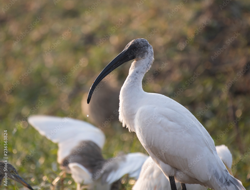 Obraz premium Black-headed ibis (Threskiornis melanocephalus)
