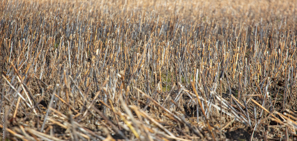 Fototapeta premium Field with dry mowed sunflower in autumn