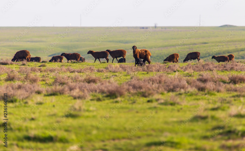 A flock of sheep graze in a field in spring