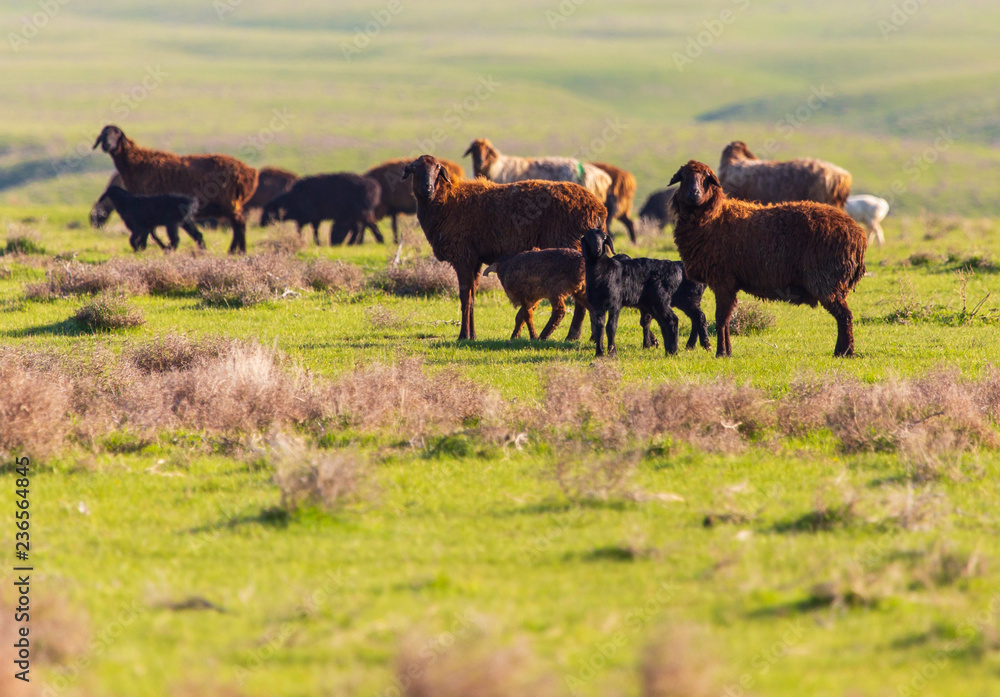 A flock of sheep graze in a field in spring