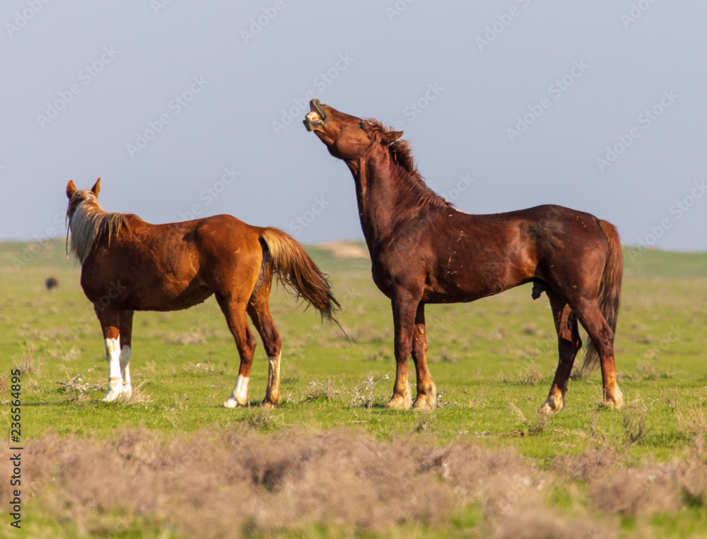 Obraz premium Horses graze in the steppe of Kazakhstan in spring