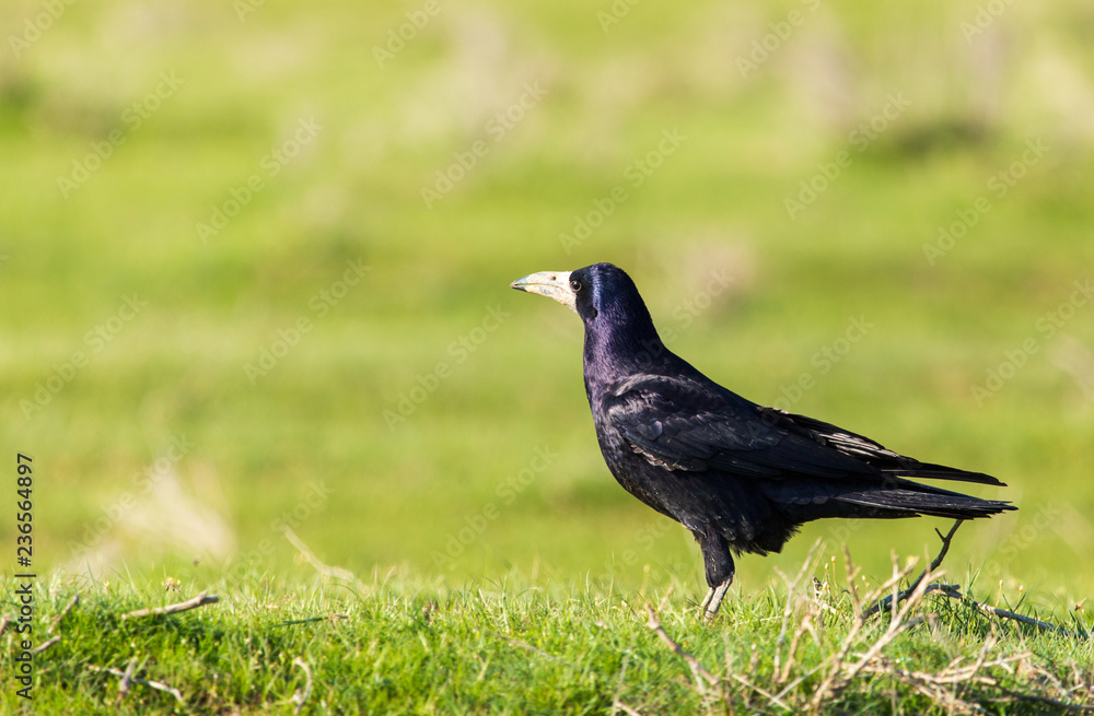 Fototapeta premium Crow in the field with green grass