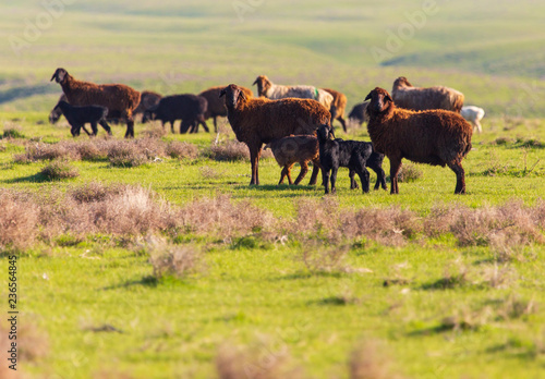 A flock of sheep graze in a field in spring © schankz