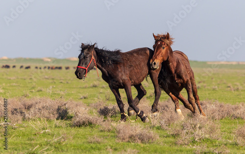 Horses graze in the steppe of Kazakhstan in spring
