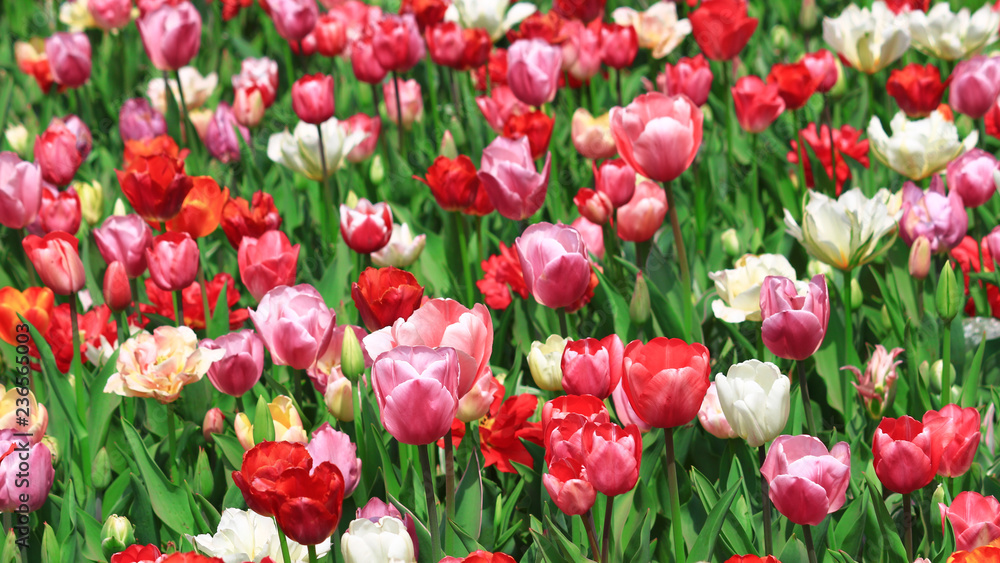 Spring landscape with lots of tulips blooming Spring landscape with lots of tulips blooming
