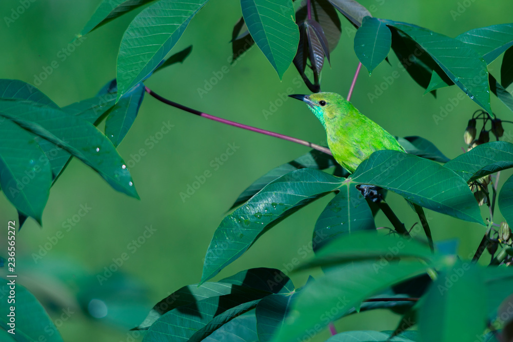 Green Bird on a tree Green Bird on a tree