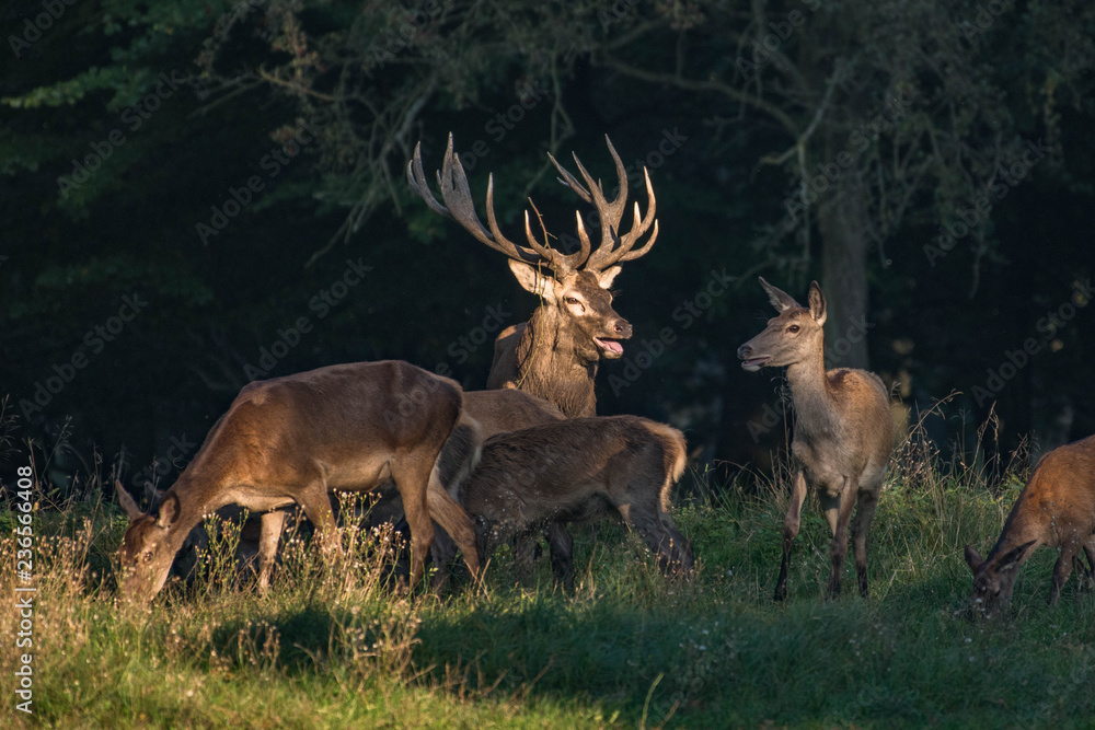 Fototapeta premium Red Deer Stags (Cervus elaphus)