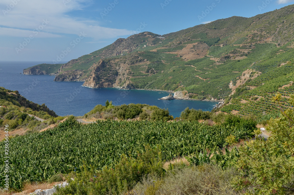 banana plantations on the sea cliffs in Mediterranean Guneykoy, Antalya, Turkey