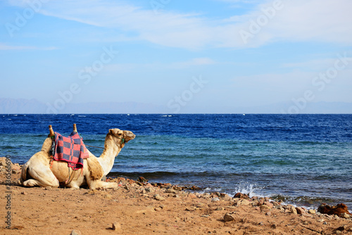 Camel sitting on the shore of Red sea near Dahab, Egypt