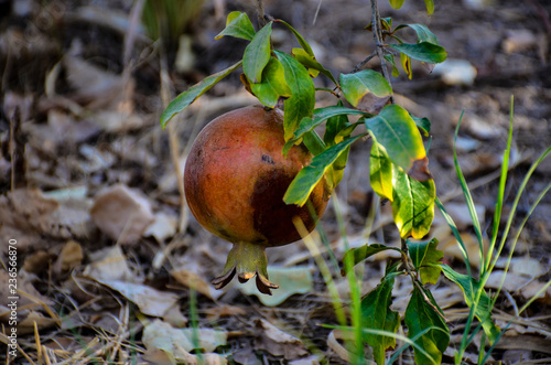 pomegranate on the tree