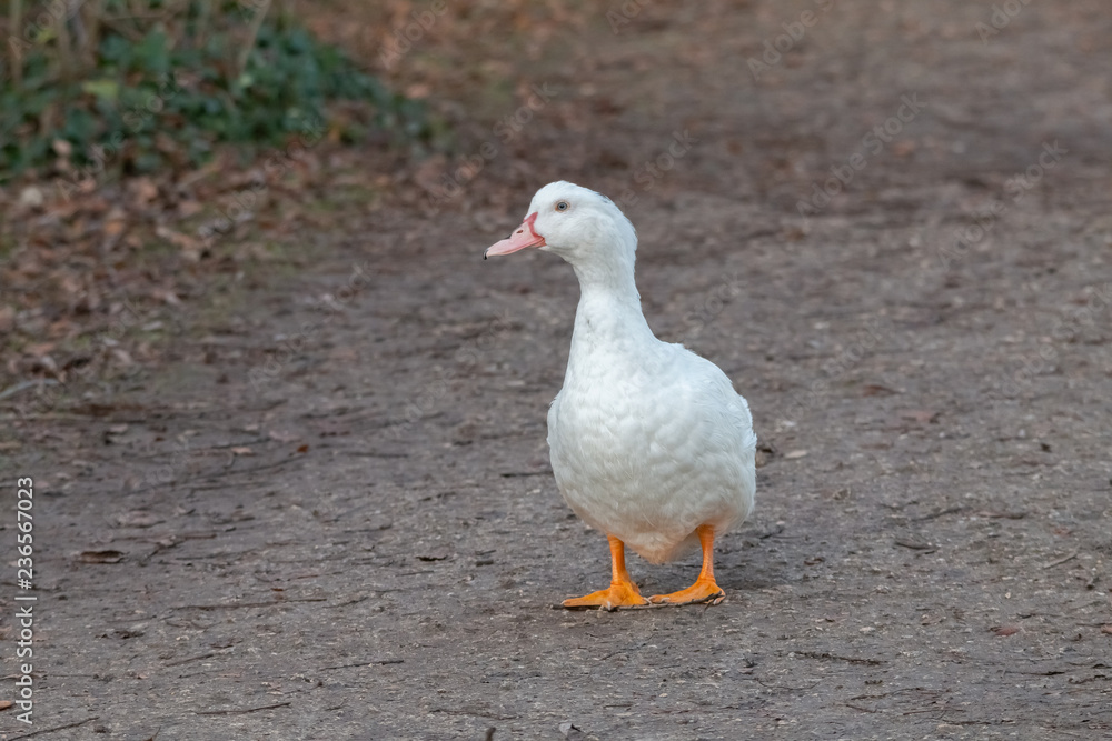 canard canard