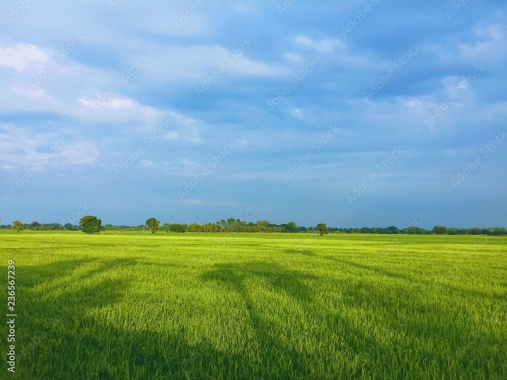 Rice field in Thailand