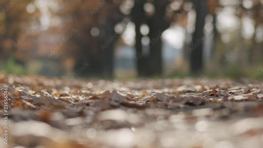 Slow motion focus pull of autumn oak alley in park low angle Slow motion focus pull of autumn oak alley in park low angle